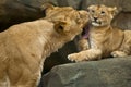 Lions Royalty Free Stock Photo