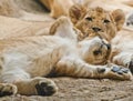 Lions Royalty Free Stock Photo