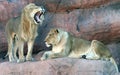 Lions