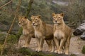 Lions Royalty Free Stock Photo