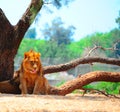 Lions Royalty Free Stock Photo