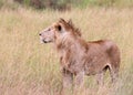 Lions in kenya stalking through the grass Royalty Free Stock Photo