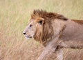 Lions in kenya stalking through the grass Royalty Free Stock Photo