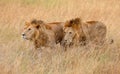 Pair of Lions in kenya stalking through the grass Royalty Free Stock Photo