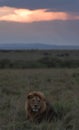 Lions of Africa in the savannah of Masaimara