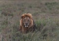 Lions of Africa in the savannah of Masaimara