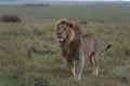 Lions of Africa in the savannah of Masaimara