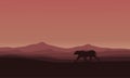 Lions in Africa scenery silhouettes Royalty Free Stock Photo