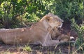 Lions in Africa