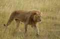 Lions on african savannah in Masai mara