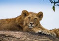 Lions on african savannah in Masai mara