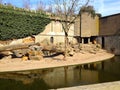 Lions at Artis Zoo Royalty Free Stock Photo