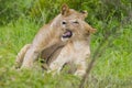 Lions baby / Savannah of South Africa.