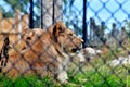 Lions Behind Fence Royalty Free Stock Photo