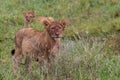 Lions with bloody faces in African National Park