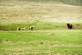 The Lions and Buffalo