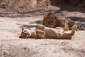 Lions couple Royalty Free Stock Photo