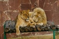 Lions couple tender love in terrible conditions Royalty Free Stock Photo