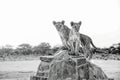 Lions cub in etosha national Park, Namibia
