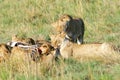 Lions, cub and killed prey Royalty Free Stock Photo