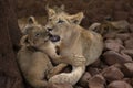 Lions cub playing