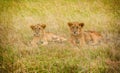 Lions cubs resting in the grass, Masai Mara,Kenya, Africa Royalty Free Stock Photo