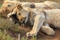 Lions cuddling