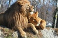 Lions cuople