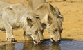 Lions drinking Royalty Free Stock Photo