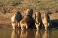 Lions drinking Royalty Free Stock Photo