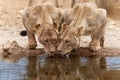 Lions drinking in Kgalagadi Transfrontier Park in South Africa