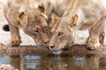 Lions drinking in Kgalagadi Transfrontier Park in South Africa