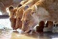 Lions drinking Royalty Free Stock Photo