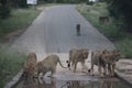 Lions drinking water in Kruger