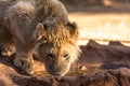 Lions drinking water. Portrait of African lion, Panthera leo, detail of big animals, Kruger National Park Royalty Free Stock Photo