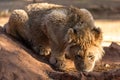 Lions drinking water. Portrait of African lion, Panthera leo, detail of big animals, Kruger National Park Royalty Free Stock Photo