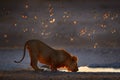 Lions drinking water. Portrait of African lions, Panthera leo, detail of big animals, Etosha NP, Namibia in Africa. Cats in nature Royalty Free Stock Photo