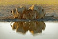 Lions drinking water. Portrait of pair of African lions, Panthera leo, detail of big animals, Kruger National Park South Africa. Royalty Free Stock Photo