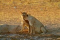 Lions drinking water. Portrait of pair of African lions, Panthera leo, detail of big animals, Kruger National Park South Africa. Royalty Free Stock Photo