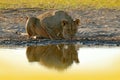 Lions drinking water. Portrait of pair of African lions, Panthera leo, detail of big animals, Kruger National Park South Africa.