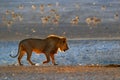 Lions drinking water. Portrait of pair of African lions, Panthera leo, detail of big animals, Kruger National Park South Africa.