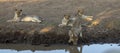 Lions drinking at a waterhole in Botswana Royalty Free Stock Photo