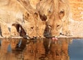 3 Lions drinking from a waterhole