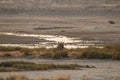 Lions in the sand dunes of the Etosha pan, Namibia, Africa Royalty Free Stock Photo