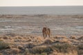 Lions in the sand dunes of the Etosha pan, Namibia, Africa Royalty Free Stock Photo