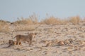 Lions in the sand dunes of the Etosha pan, Namibia, Africa Royalty Free Stock Photo