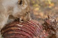 Lions eating giraf