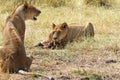 Lions Eating