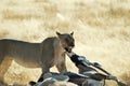 Lions eating a prey, Etosha National Park, Namibia Royalty Free Stock Photo