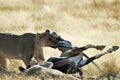 Lions eating a prey, Etosha National Park, Namibia Royalty Free Stock Photo